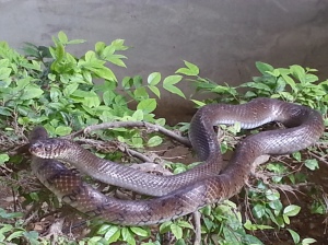 Snake Temple near Penang, Malaysia