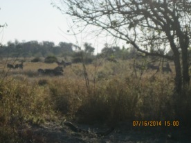 Zebras in the distance
